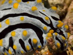 'Nudi' from Walindi (PNG). Taken with Olympus E-20 in Tit... by Istvan Juhasz 
